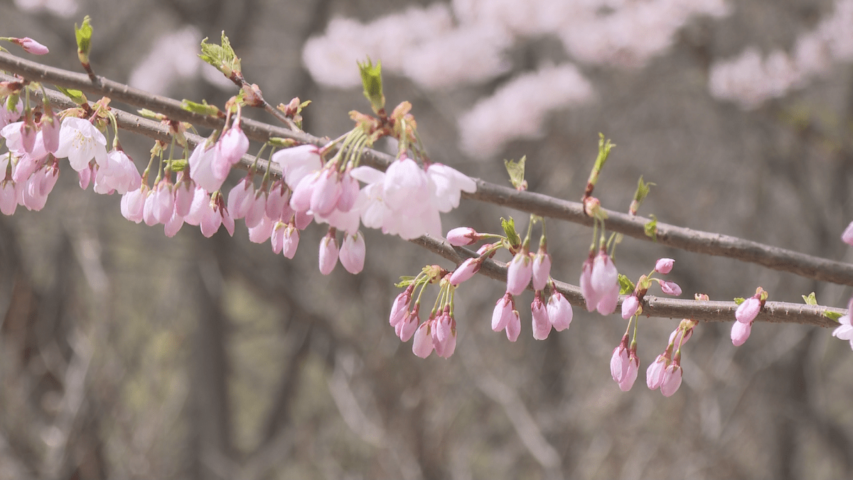 Cherry blossom buds readying to bloom later this week at High Park.