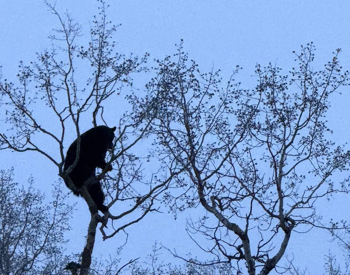 Black bear in a tree