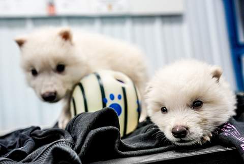 Picture of Colossal’s dire wolves; Romulus and Remus at age one months, born on Oct. 1, 2024.