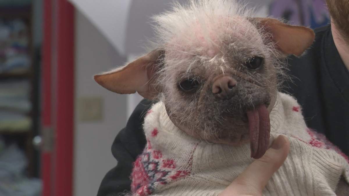 Peggy the Dog from "Deadpool & Wolverine" in Calgary, Alta. on Thursday, April 24, 2025.