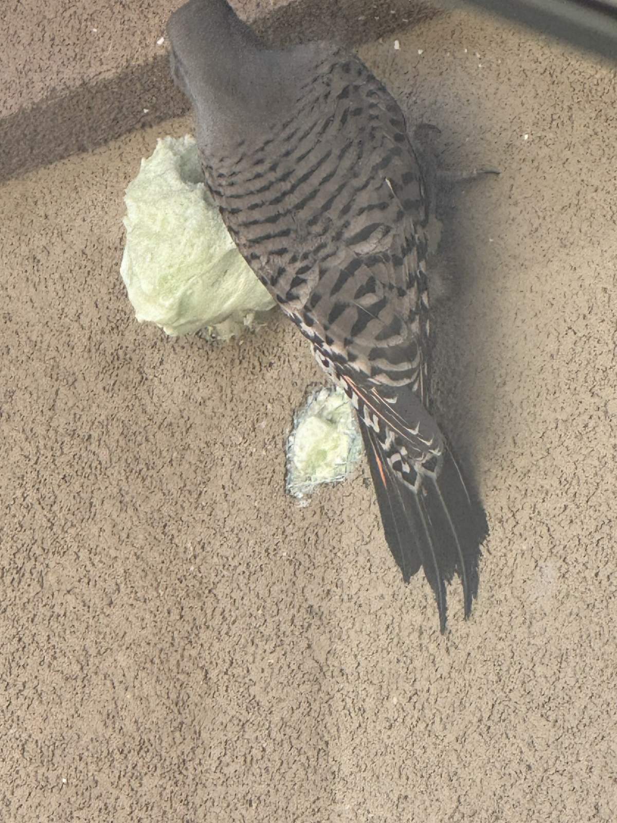 A Northern Flicker