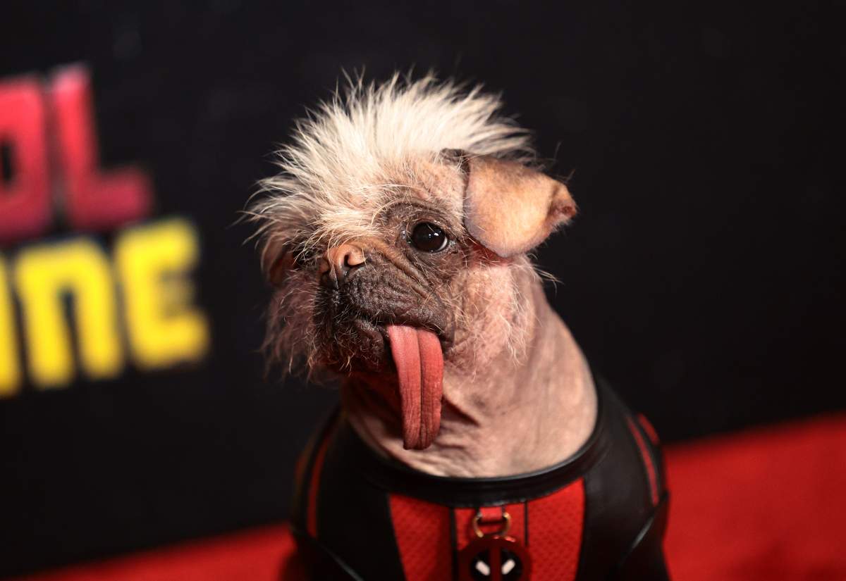 Peggy the Dog attends the "Deadpool & Wolverine" New York Premiere on July 22, 2024 in New York City.