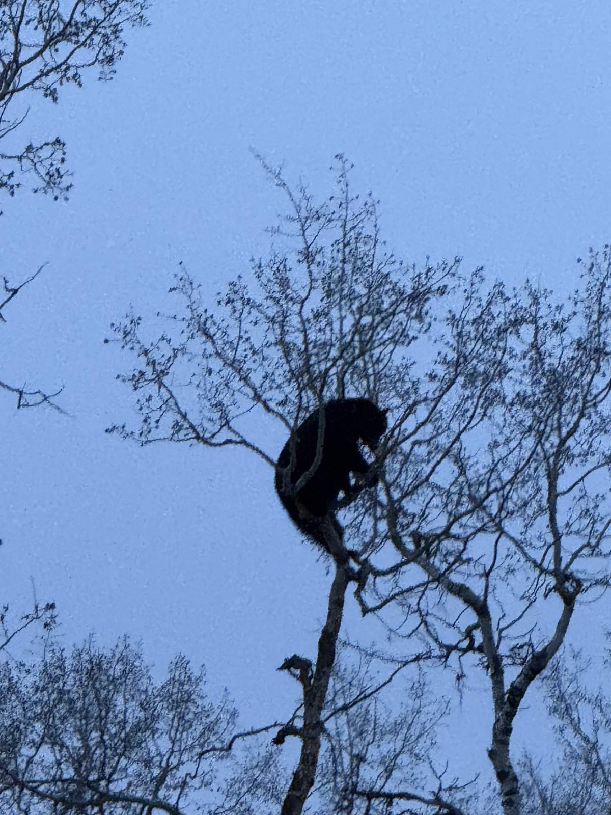 Black bear in a tree