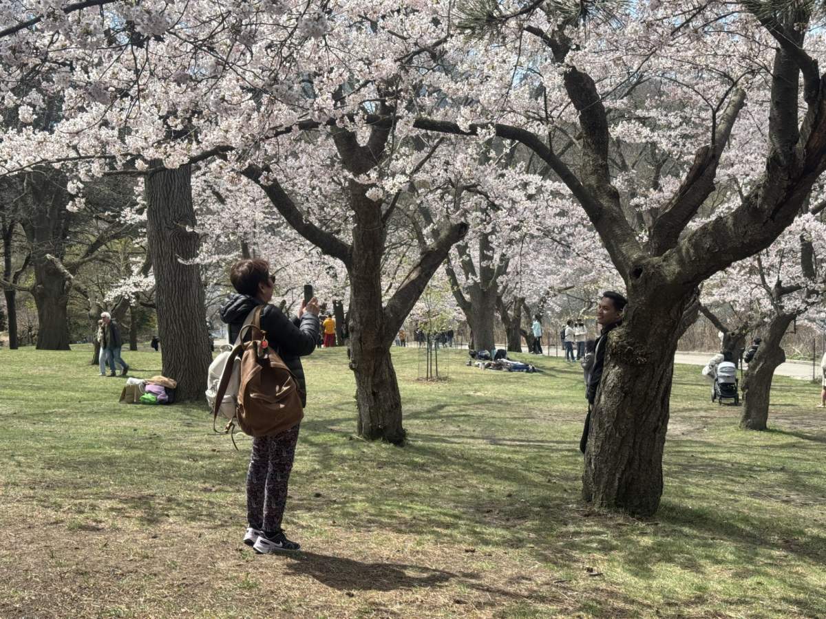 A park-goer takes pictures of the cherry blossoms in bloom at High Park.