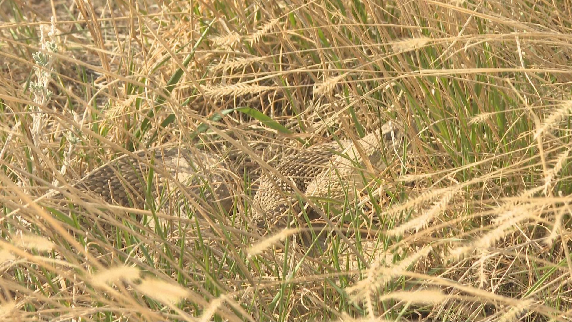 A rattlesnake on the outskirts of the Lethbridge coulees on April 10, 2025.