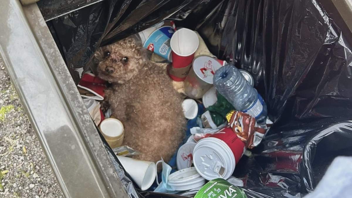 Terry Sparrow went to spit out his gum and saw the little dog in the garbage.