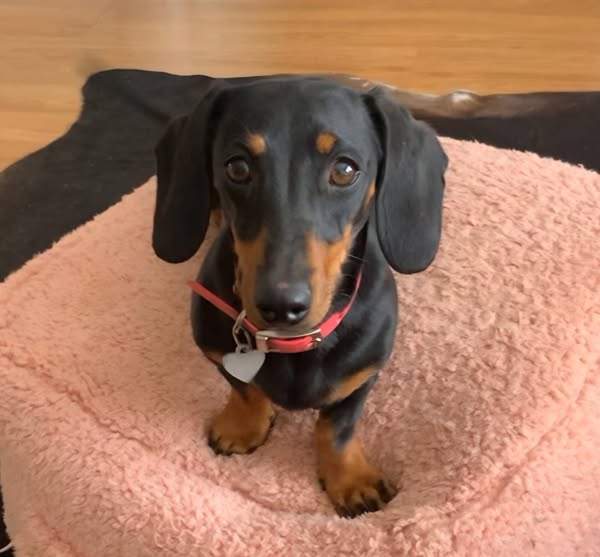 Valerie, the miniature Daschund before she went missing rocking her pink collar.