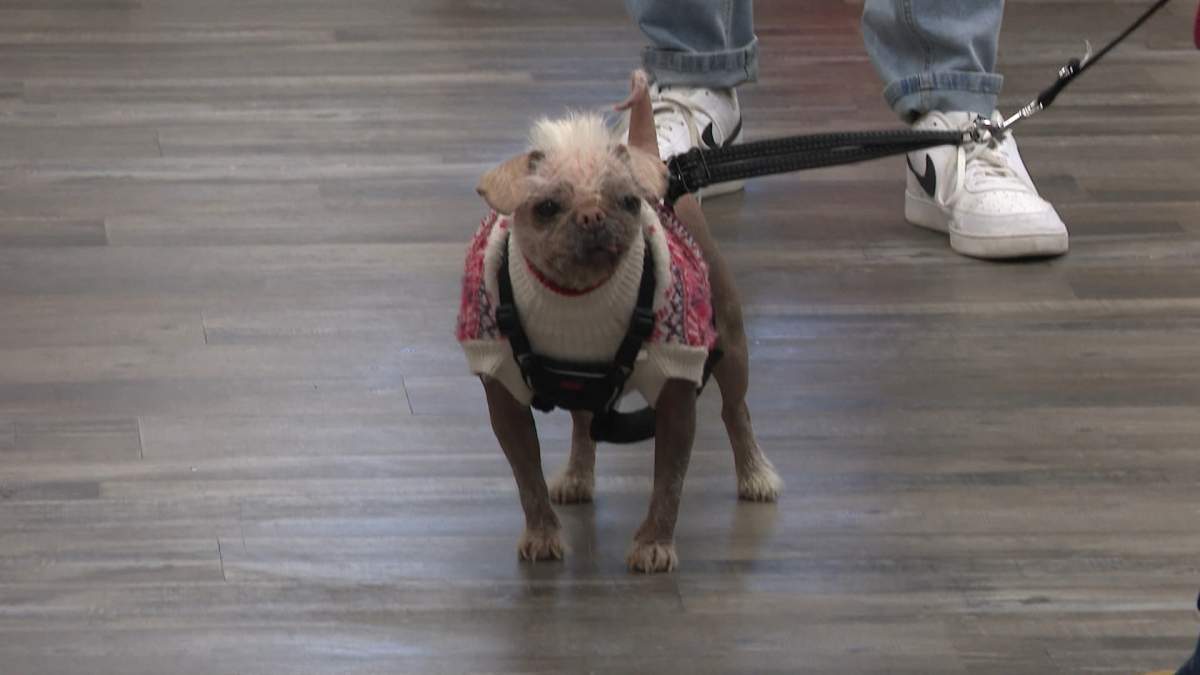 Peggy the Dog from "Deadpool & Wolverine" in Calgary, Alta. on Thursday, April 24, 2025.