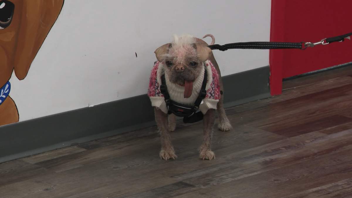 Peggy the Dog from "Deadpool & Wolverine" in Calgary, Alta. on Thursday, April 24, 2025.