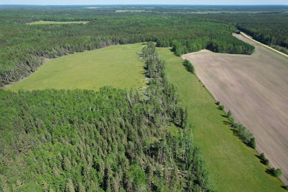 Flattened trees from a weak EF1 tornado near Avenir, Alta. on Monday, May 26, 2025.