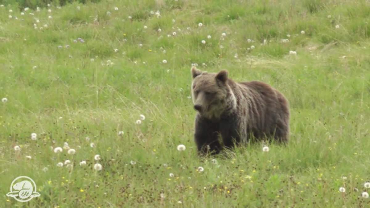Some areas around Kananaskis country that are popular with wildlife will be fenced off during the G7 summit to prevent any conflict with people attending the event.
