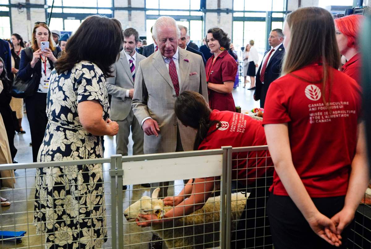 King Charles is shown a 3-month-old Rideau Arcott lamb from the Canadian Agriculture and Food Museum, at a community gathering at Lansdowne Park in Ottawa during a royal visit, on Monday, May 26, 2025. THE CANADIAN PRESS/Justin Tang