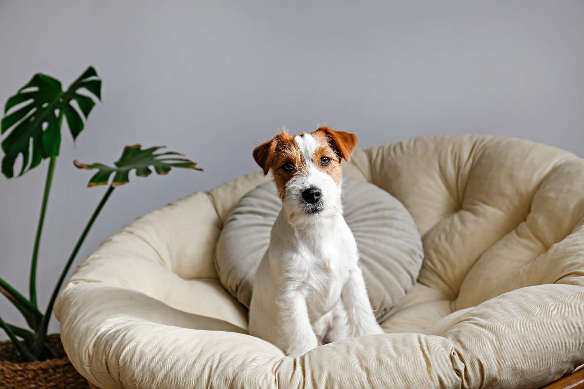 Ultimate guide for pet parents