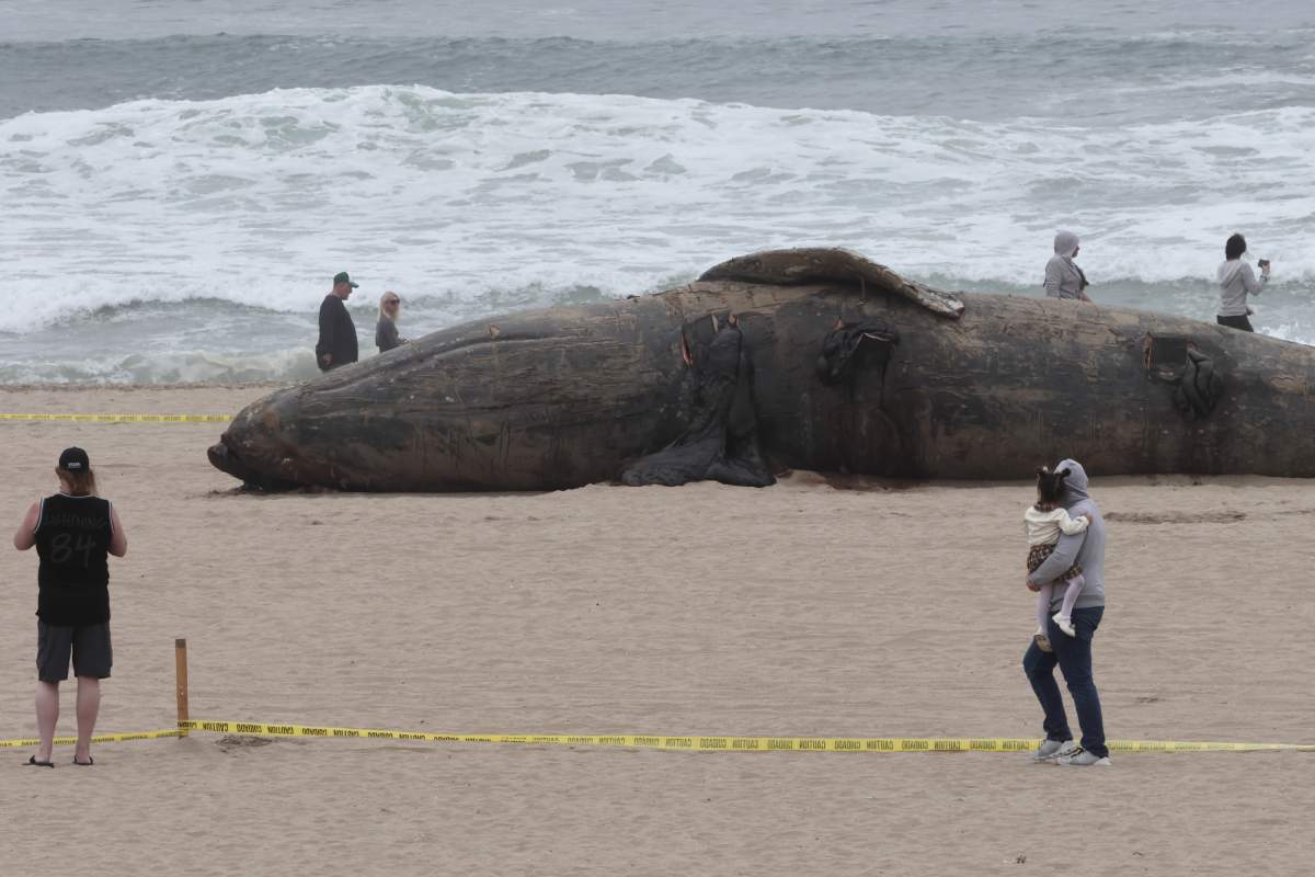 People look at the body of deceased gray whale on the shore in Huntington Beach on April 12, 2025 in Los Angelos, California. A dead grey whale measuring about 50 feet in length washed up on the shore in Huntington Beach Friday afternoon, the city's fire department Marine Safety Division said in a social media post.
