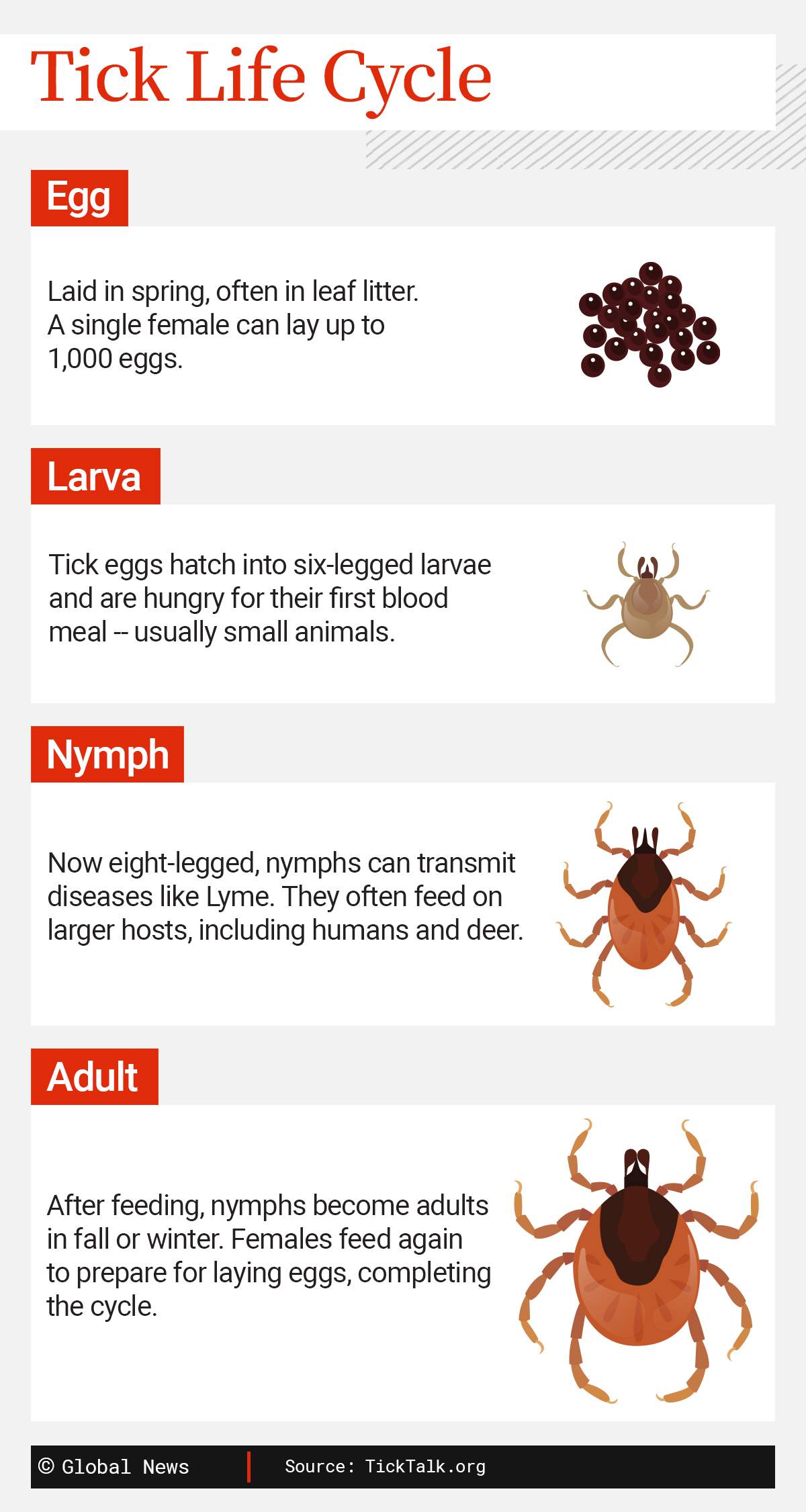 Tick season is back. How to stay safe around these risky bloodsuckers - image