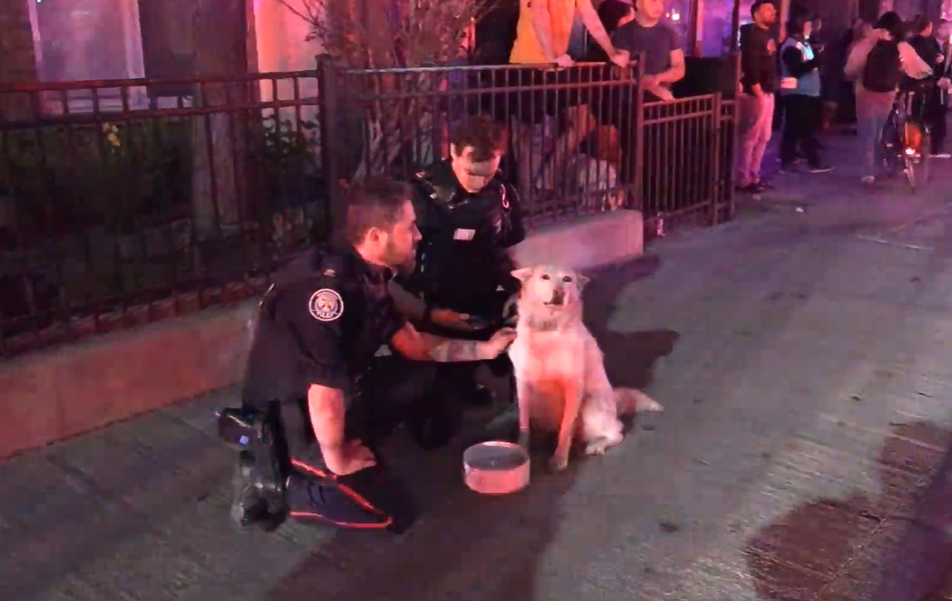 Dog rescued from one of the homes.