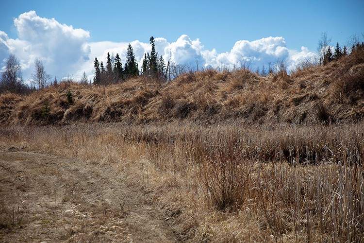 Dry vegetation near Whitecourt. Alta. that could easily ignite and spread quickly if a wildfire were to occur. Photo released on Friday, May 2, 2025.