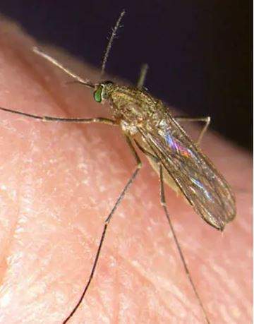 Culex pipiens, also known as the northern house mosquito, was first detected in Edmonton in 2018 and in Calgary in 2022.