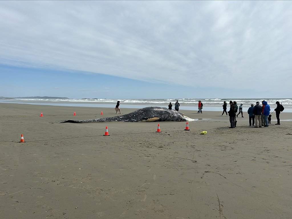 Parks Canada says a deceased grey whale, seen in this handout photo, has washed ashore on Long Beach near Tofino, B.C.