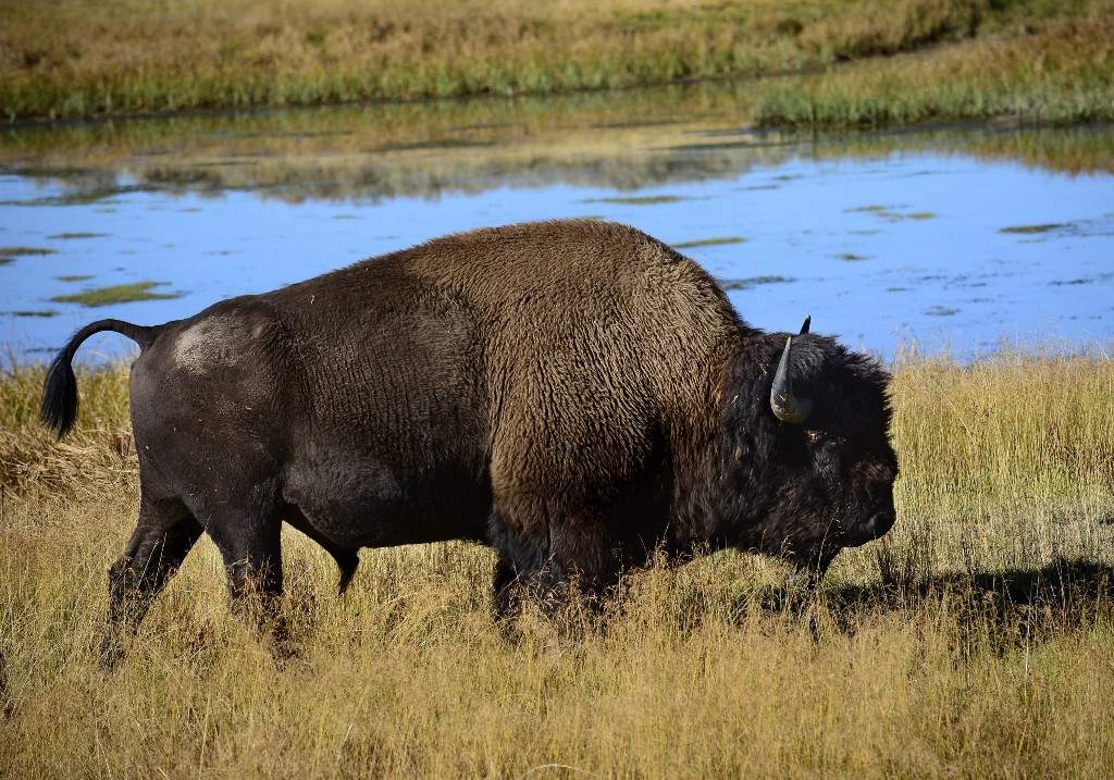 A bison grazes on grasses in the Hayden Valley section of Yellowstone National Park in Wyoming.