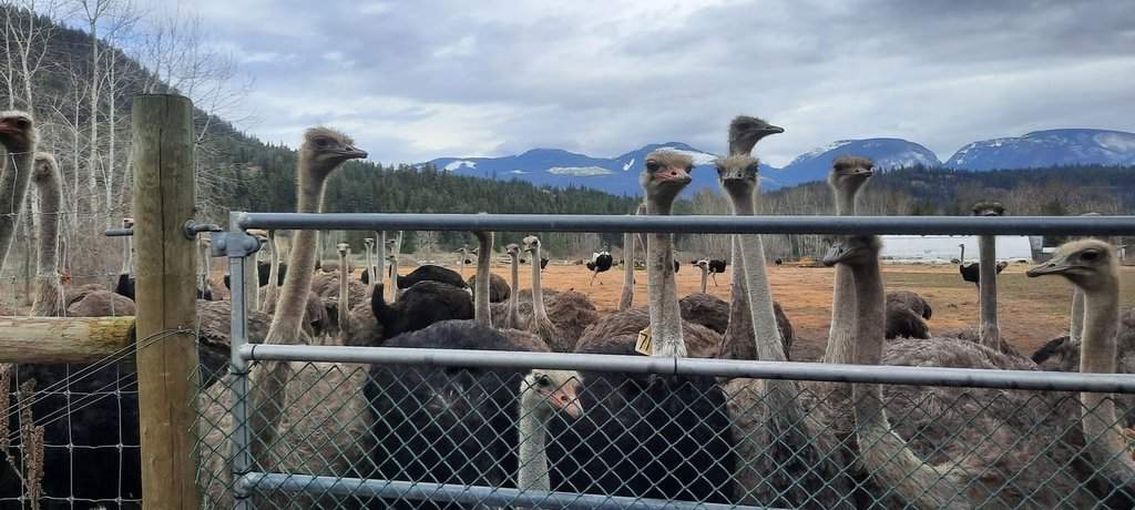 A herd of ostriches is seen on a remote farm in Edgewood, B.C., in an undated photo supplied by Universal Ostrich Farms Inc.