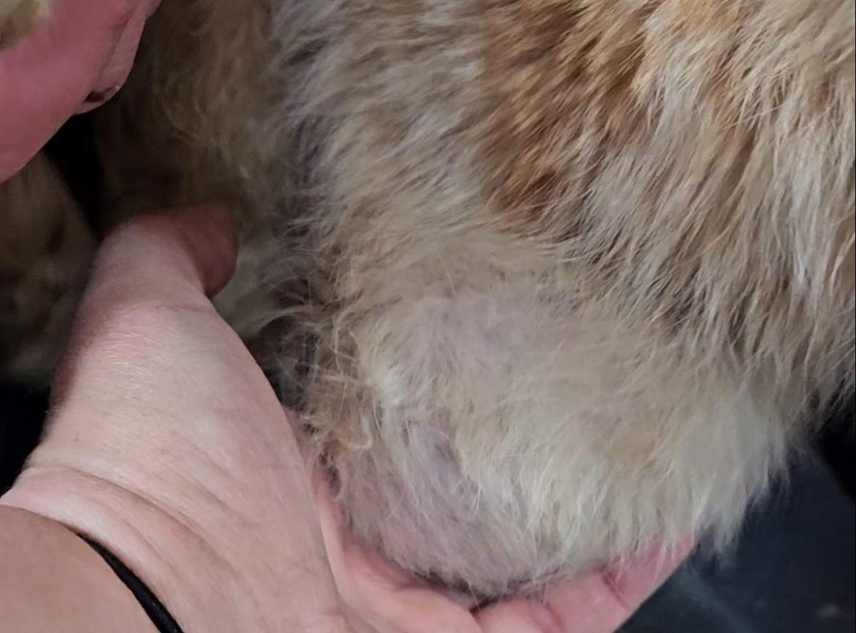 One of the rescued cats had a tumor the size of a football that needed immediate surgery to remove.
