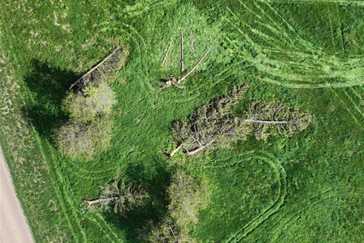Trees damaged by the tornado are shown in a drone photo. (Northern Tornadoes Project). (Northern Tornadoes Project)