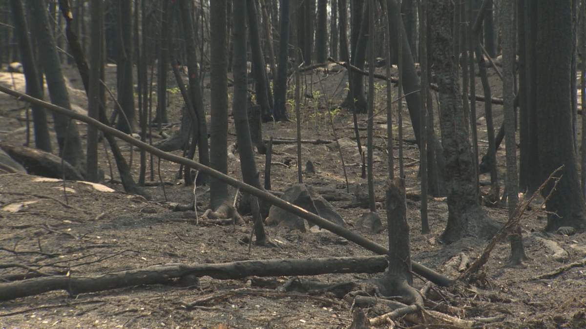 Scorched trees and exposed granite on May 30, 2025, after a wildfire tore though Lac du Bonnet.