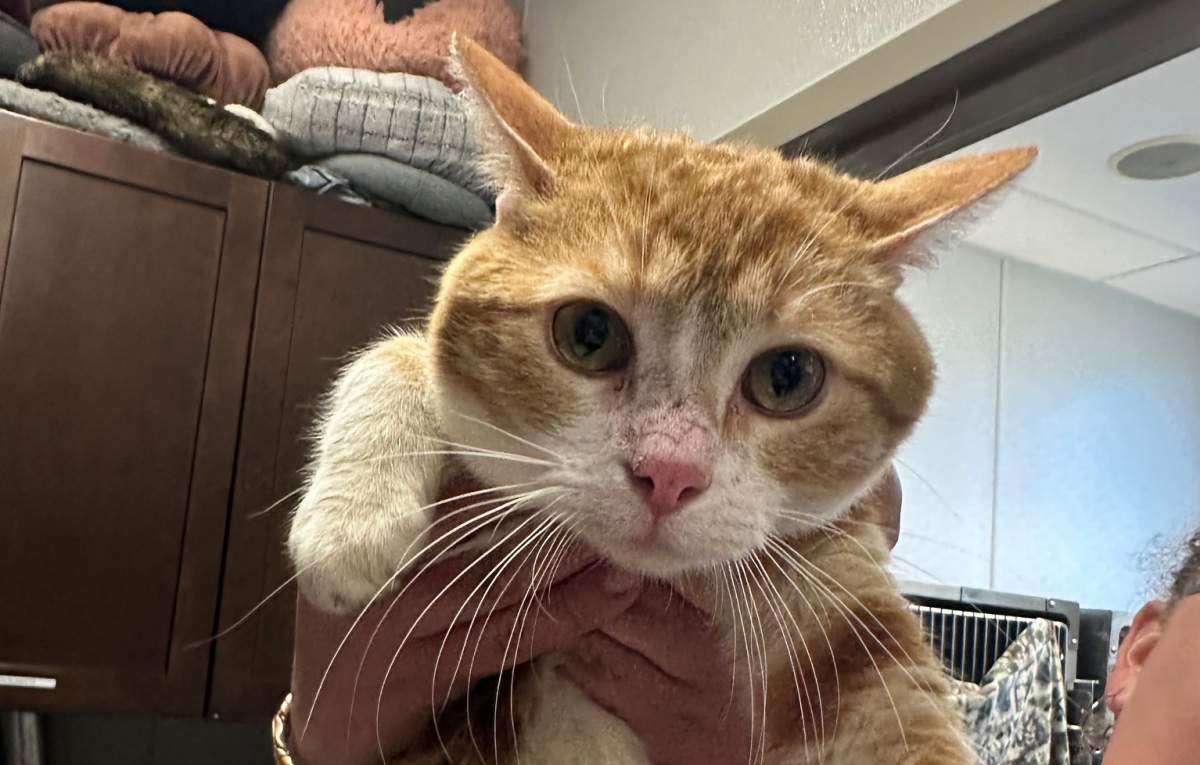 With so many new cats in need of rescue, and the shelter already overflowing, the humane society is putting out a public plea for financial help to help care for the cats.