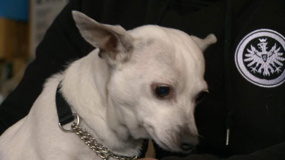 Miraculously, firefighters managed to rescue the family's two dogs from the fire. Scruffles is okay but their other dog, Willard, suffered some serious lung damage.