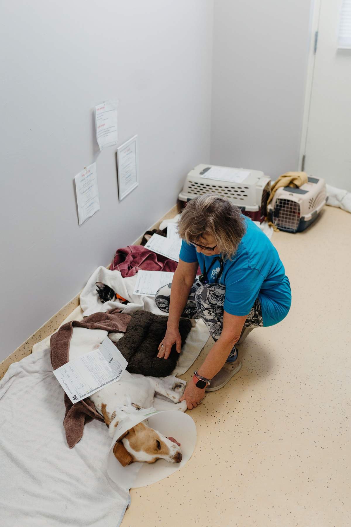 Pets recovering in hallways after surgery at the Georgian Triangle Humane Society due to lack of space.