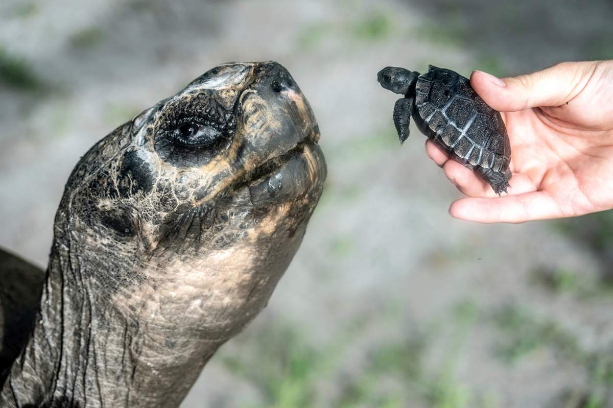 In this image provided by Zoo Miami, Goliath, a 517-pound (234-kilogram) Galapagos tortoise at Zoo Miami, meets his first offspring on June 12, 2025 in Miami.