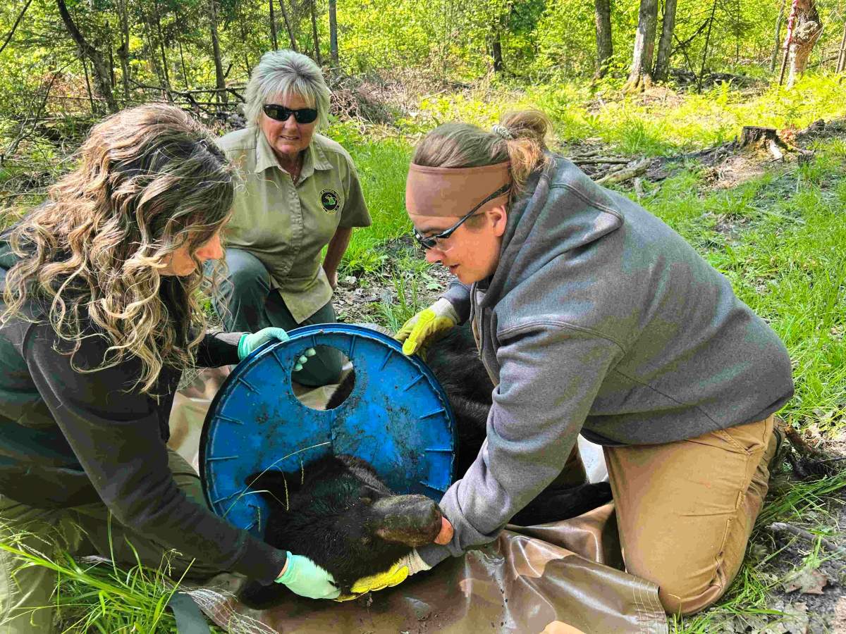 In this image provided by the Michigan Department of Natural Resources, DNS staffers, from left, Angela Kujawa, Sherry Raifsnider and Miranda VanCleave work to remove a lid from the neck of an immobilized black bear near Hillman, Michigan, on June 3, 2025.