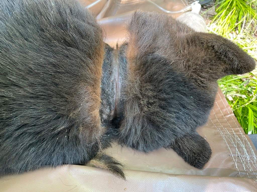 In this image provided by the Michigan Department of Natural Resources, the neck of a black bear is shown after a lid was removed after two years on June 3, 2025, near Hillman, Mich.