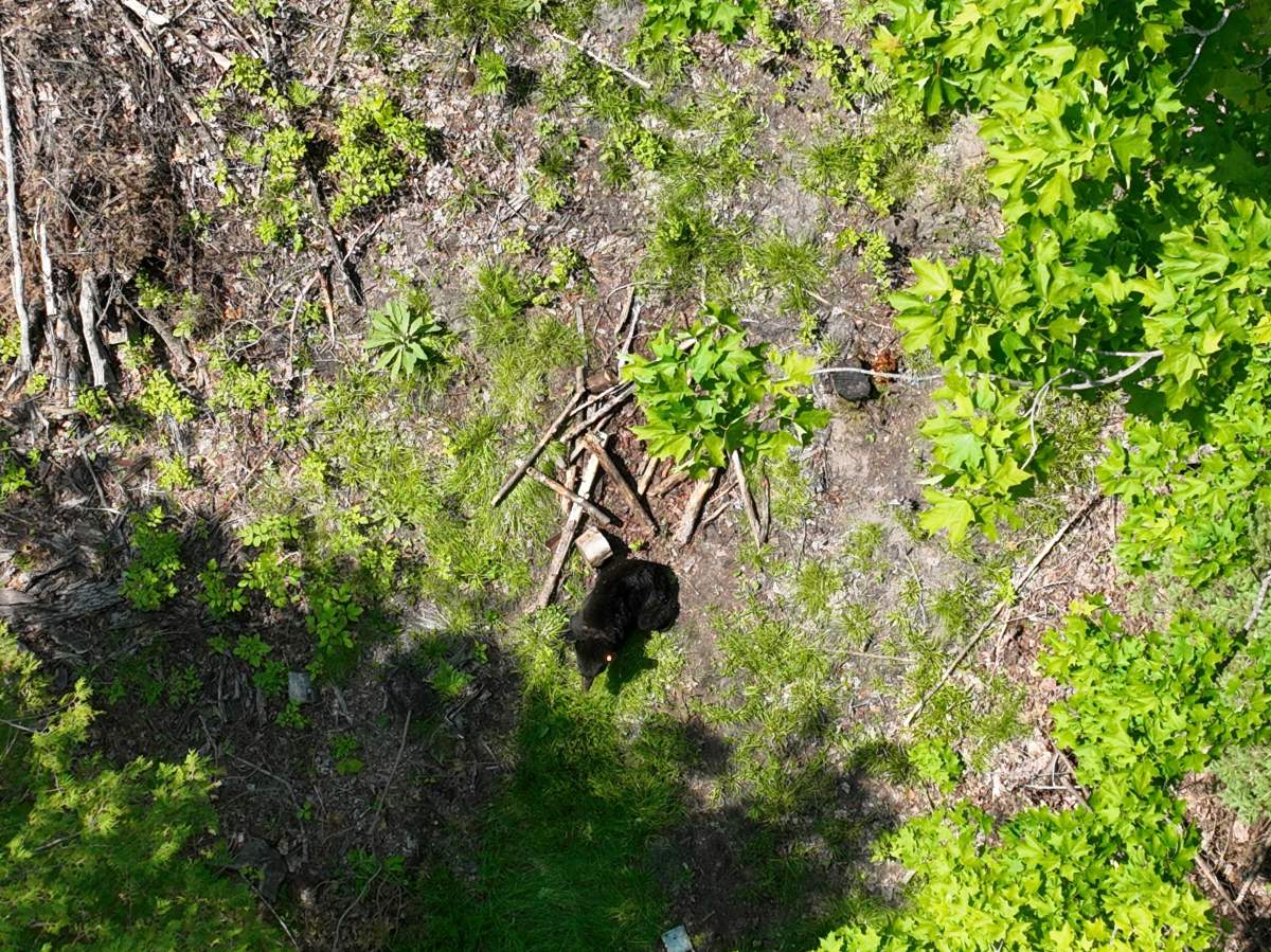 A DNR drone photo of the black bear after the lid was removed from its neck.