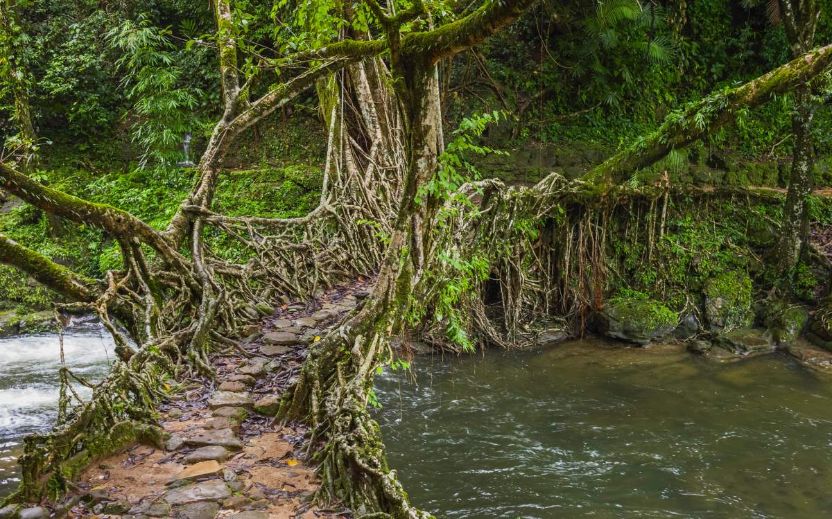 Shillong, Meghalaya, India. A living roots bridge over a river in deep forest surround by flora on a dull, overcast day in Khasi hills near the village of Riwai, Shillong, Meghalaya, India.