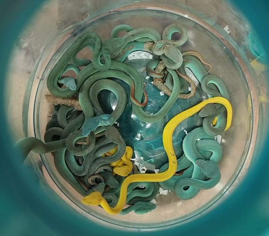 Border guards at an Indian airport seized three Spider-Tailed Horned Vipers and five Asian Leaf Turtles along with 44 Indonesian Pit Vipers, concealed in a passengers checked-in baggage.