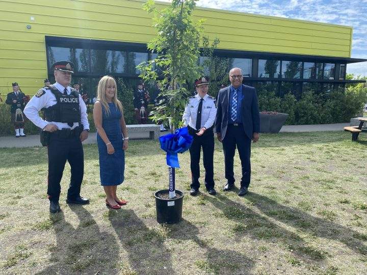 Maple tree planted in front of Constable Daniel Woodall School.