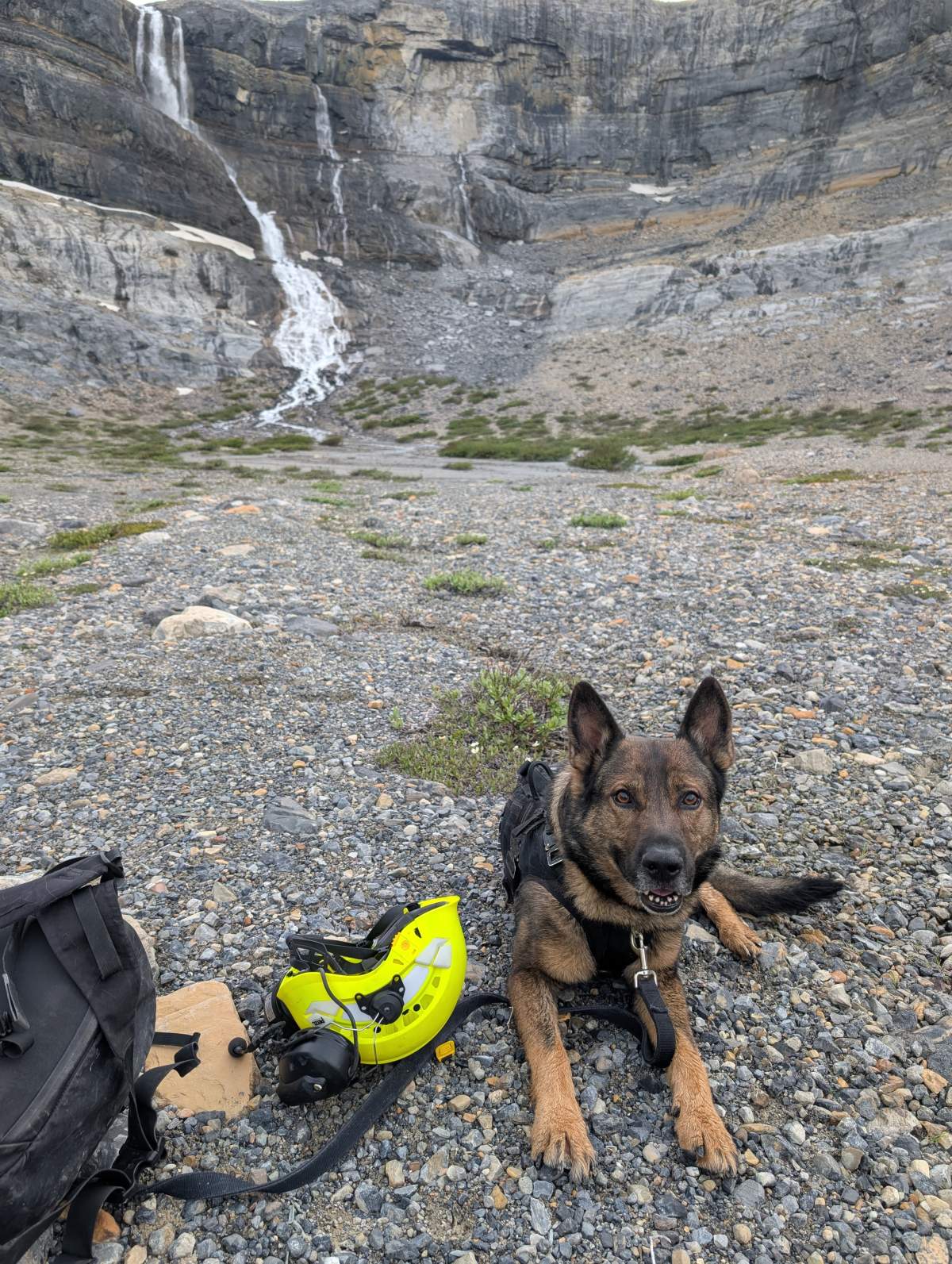 Leroy, a Parks Canada Search and Rescue dog, at the rock slide site near Bow Lake on Friday, June 20, 2025.