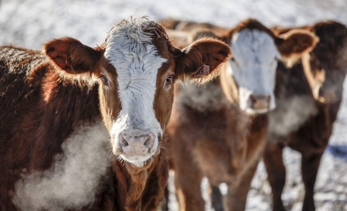 Cattle stand in a pasture on a farm in Alberta Thursday, Nov. 30, 2023.