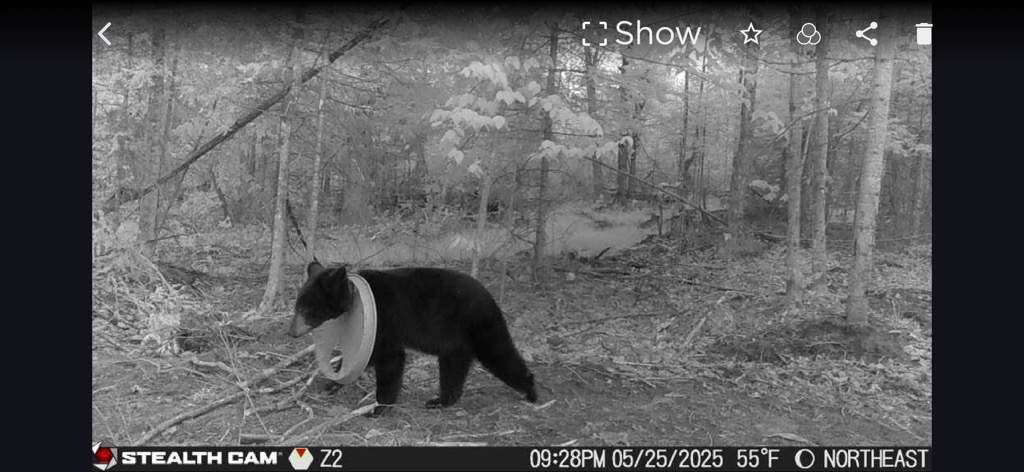 A trail camera on private property in Hillman, Michigan, captured this photo of a black bear with a lid stuck on its neck.