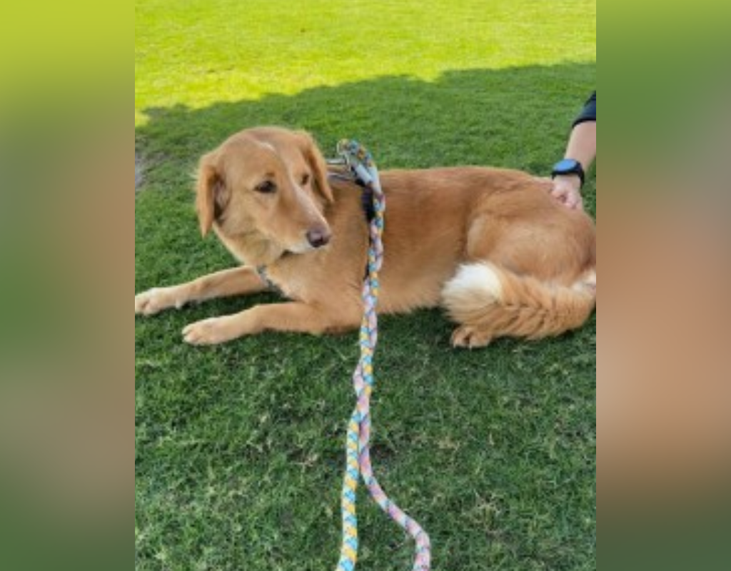 Amber, a rescue from Qatar, was found after missing for 36 days and travelling over 100 miles across the UK.