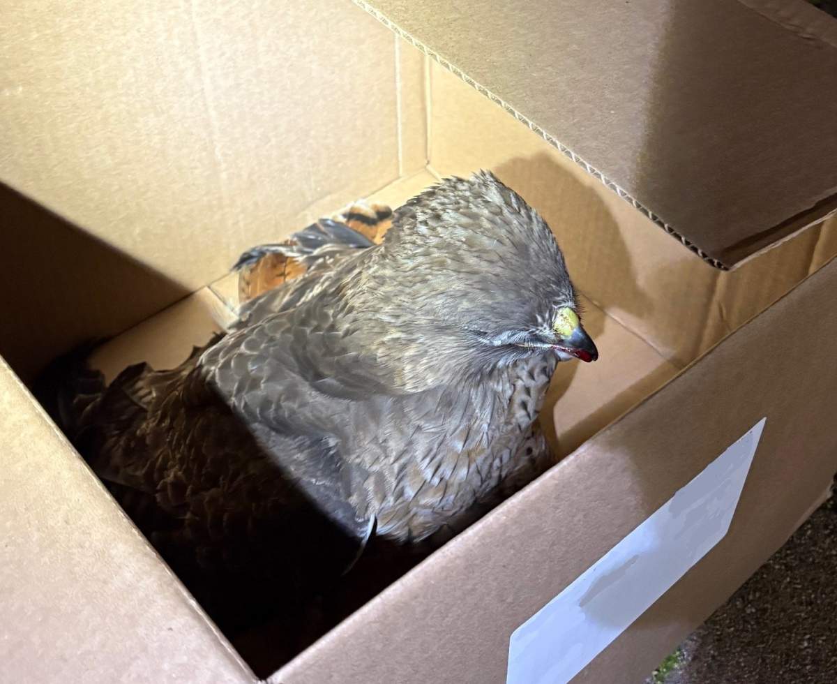 A young red-tailed hawk rescued by the Burnaby RCMP.