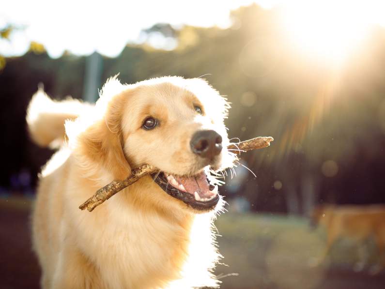 Everything you need from brands like Ren's Pets, Canada Pooch, Nature’s Miracle and more. Read on for simple, smart ways to keep your pets chill.