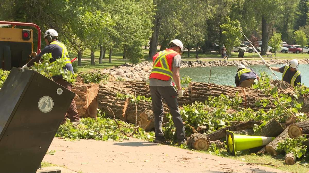 On Monday, crews in the city of Lethbridge were busy cleaning up one of the many trees that were toppled over by the wind gusts of over 80 kilometres per hour that accompanied the heavy rains that hit southern Alberta.
