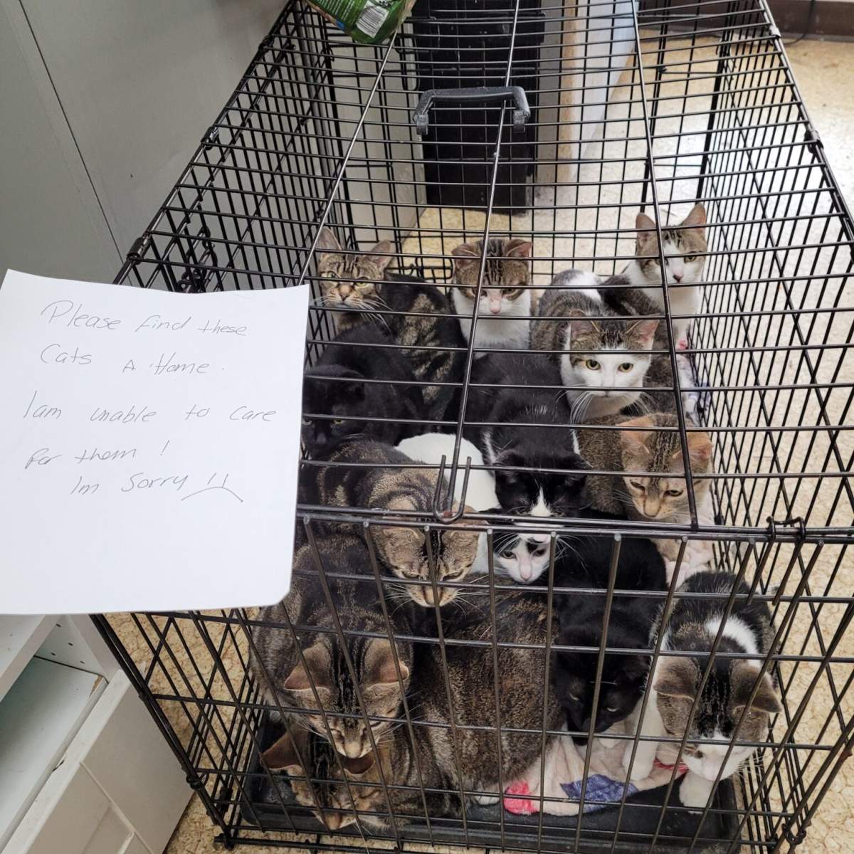 Cats abandoned in a park, now in the care of the Niagara SPCA and Humane Society.