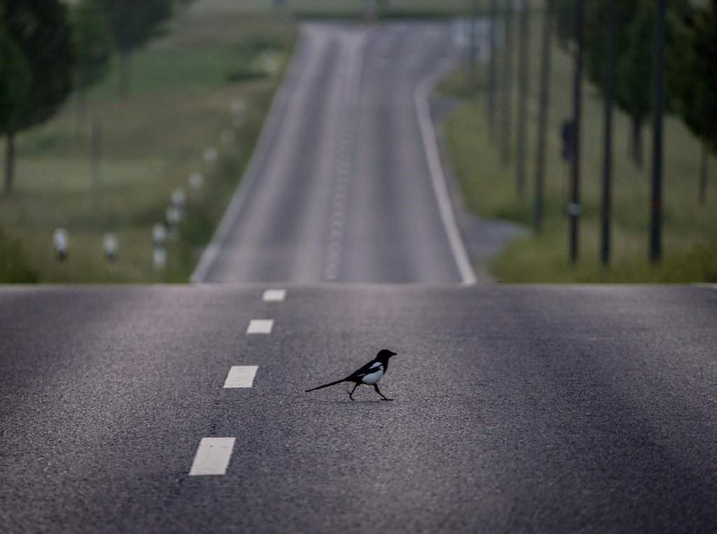 A magpie walks on an empty road on the outskirts of Frankfurt, Germany, Wednesday, June 2, 2021.