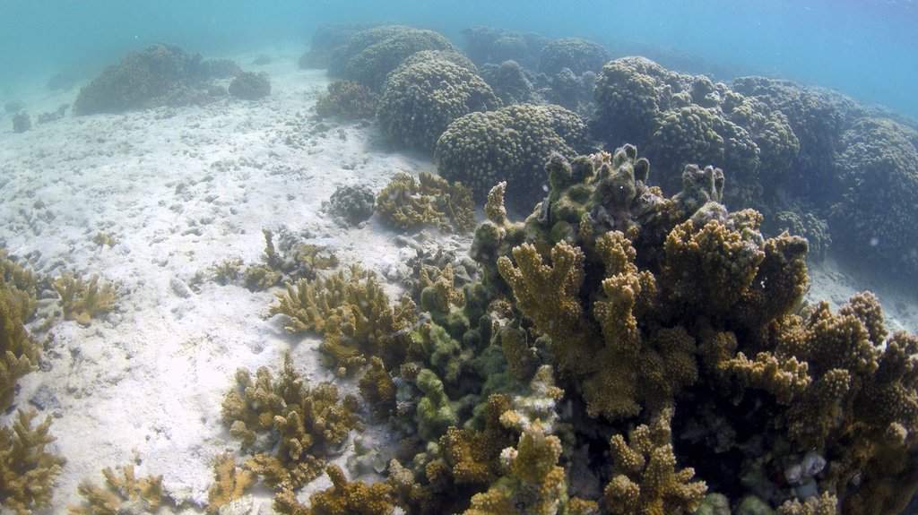 A coral reef is seen in Kaneohe Bay on Oct. 1, 2021, in Kaneohe, Hawaii.