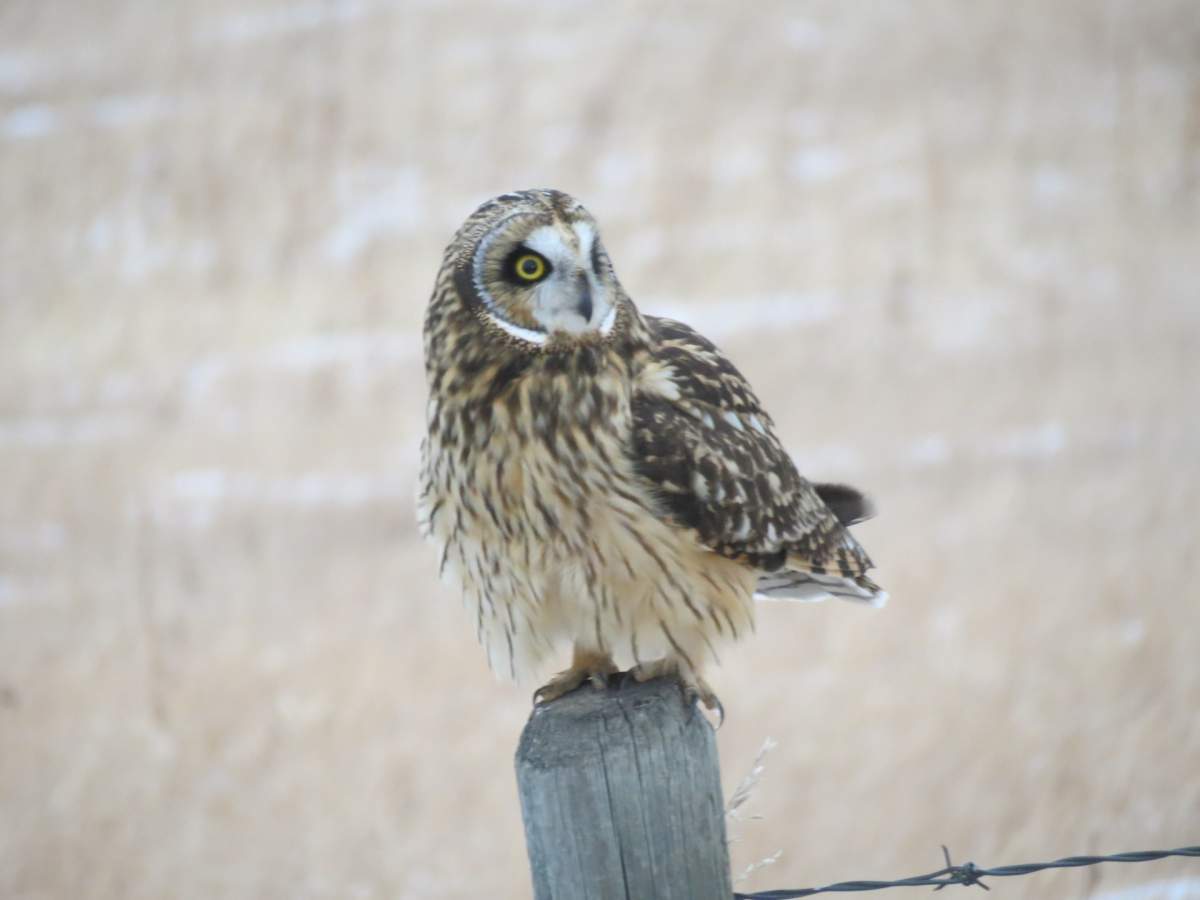 Calgary bird enthusiast, Terry Korolyk, recently shot this photo of a short eared owl, which he said is normally quite elusive.