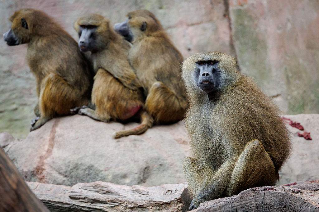 Baboons sit in their enclosure at Nuremberg Zoo.
